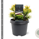 Pinus mugo 'Carsten's Wintergold' 20-25 cm 3,0L