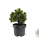 Pinus mugo 'Mops' 20-25 cm 3,0L