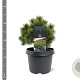 Pinus mugo 'Mops' 20-25 cm 3,0L