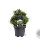 Pinus mugo 'Mops' 25-30 cm 5,0L
