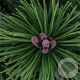 Pinus mugo 'Mops' 25-30 cm 5,0L