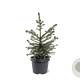 Picea omorika 40-50 cm 3,0L