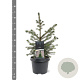 Picea omorika 40-50 cm 3,0L