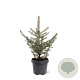 Picea pungens glauca 40-50 cm 5,0L
