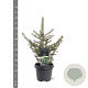 Picea pungens glauca 40-50 cm 5,0L