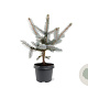 Picea pungens 'Hoopsii' 25-30 cm 3,5L
