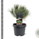 Pinus sylv. 'Watereri' 25-30 cm 3,5L