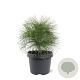 Pinus wallichiana 25-30 cm 3,5L