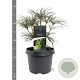 Sciadopitys verticillata 25-30 cm 3,5L