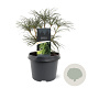 Sciadopitys verticillata 25-30 cm 3,5L