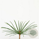 Sciadopitys verticillata 25-30 cm 3,5L