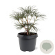 Sciadopitys verticillata 25-30 cm 3,5L