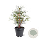 Sciadopitys verticillata 30-40 cm 5,0L