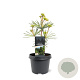 Sciadopitys vert. 'Sternschnuppe' 25-30 cm 3,5L