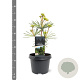 Sciadopitys vert. 'Sternschnuppe' 25-30 cm 3,5L
