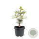 Sciadopitys vert. 'Sternschnuppe' 25-30 cm 3,5L
