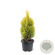 Thuja occ. Golden Smaragd 30-40 cm 3,0L
