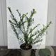 Ilex crenata 25-30 cm 2,0L