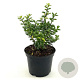 Ilex crenata 25-30 cm 2,0L