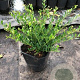 Ilex crenata Strong Caroline 60-80 cm 15L struik