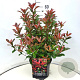 Photinia fraseri 'Carré Rouge' 50-60 cm 20L