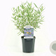 Caryopteris cland. 'Heavenly Blue' 30-40 cm 2,0L