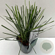 Deschampsia cesp. 'Goldtau' 25-30 cm C1 vierkant