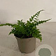 Dryopteris filix-mas GM 2,0L