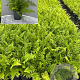 Dryopteris filix-mas GM 2,0L