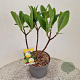 Edgeworthia chrys. 'Grandiflora' 35-40 cm 7,5L