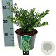 Ilex crenata 'Glory Gem' 15-20 cm 2,0L
