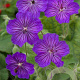 Geranium ibericum 'Turco' GM P9