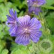 Geranium ibericum 'Turco' GM P9