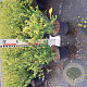 Ilex crenata 'Green Hedge' 15-20 cm 2,0L