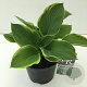 Hosta 'Fortunei Aureomarginata' 25 cm 3,0L