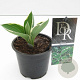 Hosta 'Francee' 20 cm P13