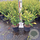 Ilex crenata 'Green Hedge' 20-25 cm 2,0L