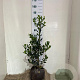 Ilex aq. 'J.C. van Tol' 60-70 cm met kluit