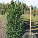 Ilex meserv. 'Blue Prince' 100-125 cm met kluit