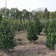 Ilex meserv. 'Blue Prince' 100-125 cm met kluit