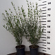 Phillyrea angustifolia 40-60 cm 3,0L