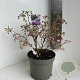 Prunus incisa 'Oshidori' 30-40 cm 5,0L