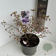 Prunus incisa 'Oshidori' 30-40 cm 5,0L