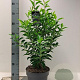 Prunus l. 'Angustifolia' 60-80 cm 5,0L