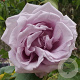 Rosa (K) 'Indigoletta' 80-100 cm 5,5L