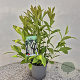 Itea virginica 'Henry's Garnet' 30-40 cm 2,5L