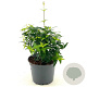 Jasminum laurifolium 'Angel Wing' 25-30 cm 2,0L