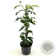 Kadsura japonica 30-40 cm 3,0L