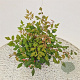 Koelreuteria paniculata 40-50 cm 2,5L