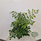 Koelreuteria paniculata 80-100 cm 10L